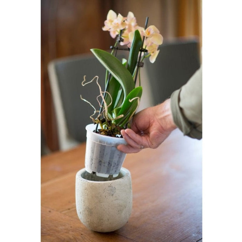 FOUDEBASSIN.COM Pot pour plantes orchidées transparent - Ø13 cm 8711338711026 6071102