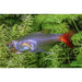 FOUDEBASSIN.COM PRIONOBRAMA FILIGERA 2-2,5CM 8715897284977 V1459955
