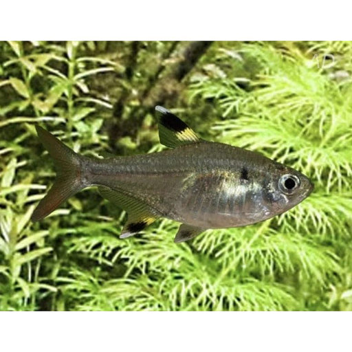 FOUDEBASSIN.COM PRISTELLA MAXILLARIS 1,5-2CM 8715897209659 V1459953