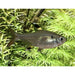 FOUDEBASSIN.COM PRISTELLA MAXILLARIS 1,5-2CM 8715897209659 V1459953