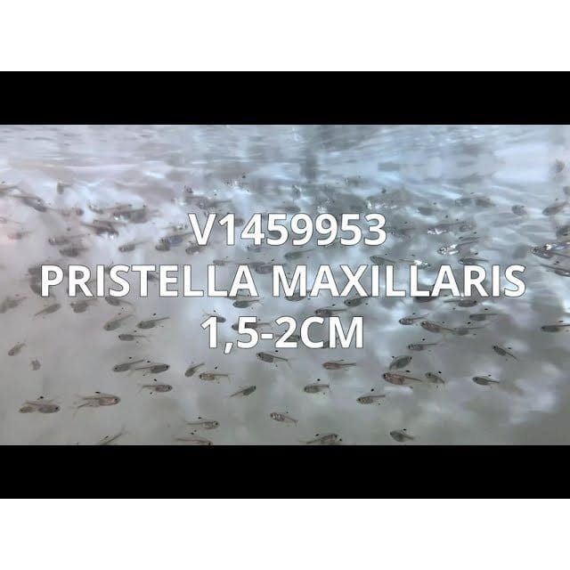 FOUDEBASSIN.COM PRISTELLA MAXILLARIS 1,5-2CM 8715897209659 V1459953