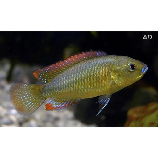 FOUDEBASSIN.COM PSEUDOCRENIL. MULTICOLOR 2,5-3CM 8715897293559 V1455560