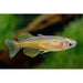 FOUDEBASSIN.COM PSEUDOMUGIL GERTRUDAE 1,5-2CM 8715897209635 V1459993