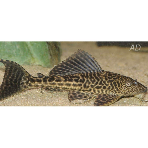 FOUDEBASSIN.COM PTERYGOPLICHTHYS JOSELIMAIANUS 4,5CM 8715897191893 V1454780