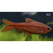FOUDEBASSIN.COM PUNTIUS TITTEYA 1,5-2CM 8715897211652 V1452673
