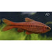 FOUDEBASSIN.COM PUNTIUS TITTEYA 1,5-2CM 8715897211652 V1452673