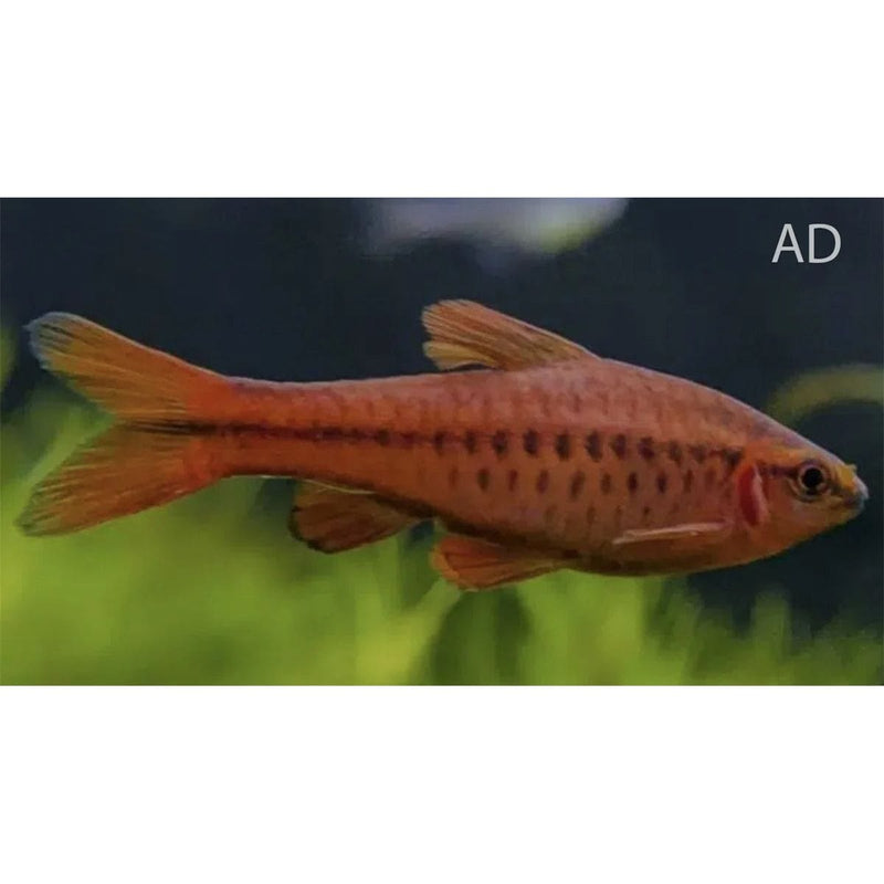 FOUDEBASSIN.COM PUNTIUS TITTEYA 3,5CM 8715897311093 V1452675