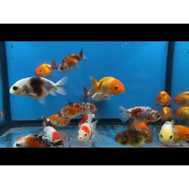FOUDEBASSIN.COM RANCHU MIX 6-7 CM 8715897214240