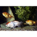FOUDEBASSIN.COM RANCHU MIX 7-8 CM 8715897185588 V1223375