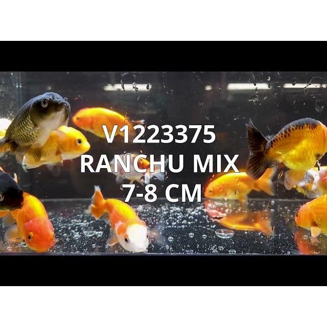 FOUDEBASSIN.COM RANCHU MIX 7-8 CM 8715897185588 V1223375