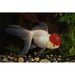 FOUDEBASSIN.COM RED CAP ORANDA 9-10 CM 8715897024559 V1222130