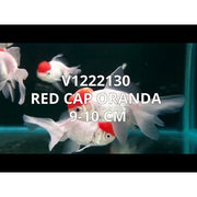 FOUDEBASSIN.COM RED CAP ORANDA 9-10 CM 8715897024559 V1222130