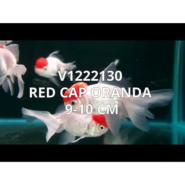 FOUDEBASSIN.COM RED CAP ORANDA 9-10 CM 8715897024559 V1222130