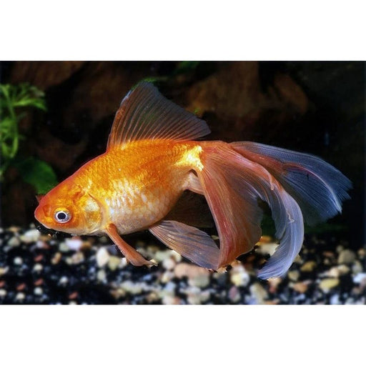 FOUDEBASSIN.COM RED FANTAIL 5-6 CM 8715897014987 V1222015