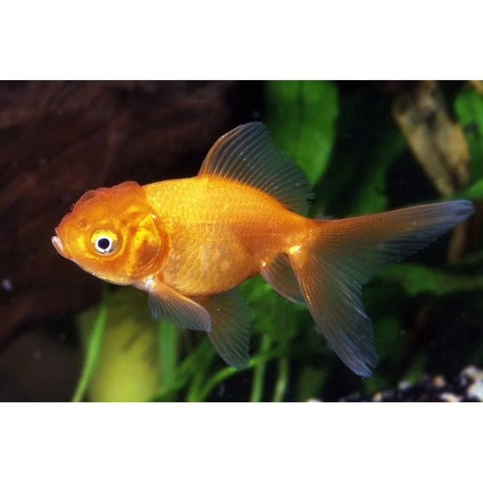 FOUDEBASSIN.COM RED ORANDA 15-16 CM 8715897015038 V1222195