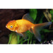 FOUDEBASSIN.COM RED ORANDA 15-16 CM 8715897015038 V1222195