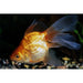 FOUDEBASSIN.COM RED RYUKIN 7-8 CM 8715897010613 V1222900