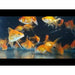 FOUDEBASSIN.COM RED RYUKIN 7-8 CM 8715897010613 V1222900