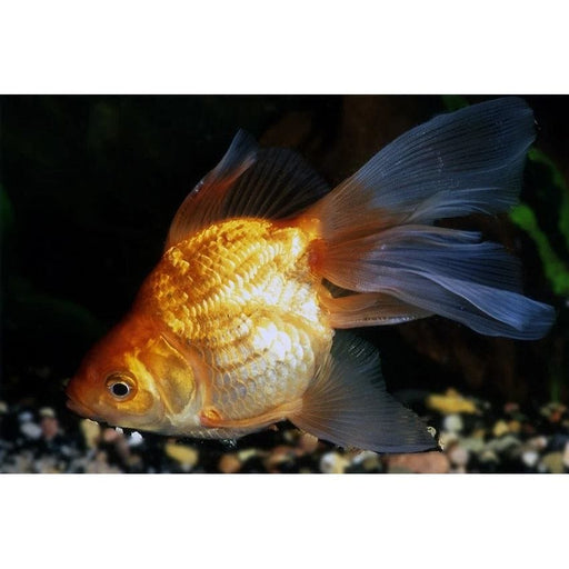 FOUDEBASSIN.COM RED RYUKIN 9-10 CM 8715897010637 V1222910