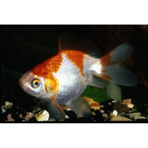 FOUDEBASSIN.COM RED-WHITE FANTAIL 5-6 CM 8715897014079 V1222035