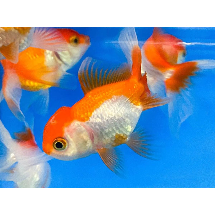 FOUDEBASSIN.COM RED-WHITE ORANDA 9-10 CM 8715897008528 V1222215