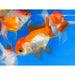 FOUDEBASSIN.COM RED-WHITE ORANDA 9-10 CM 8715897008528 V1222215