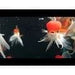 FOUDEBASSIN.COM RED-WHITE ORANDA 9-10 CM 8715897008528 V1222215