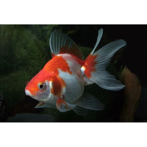 FOUDEBASSIN.COM RED-WHITE RYUKIN 9-10 CM 8715897013836 V1222940