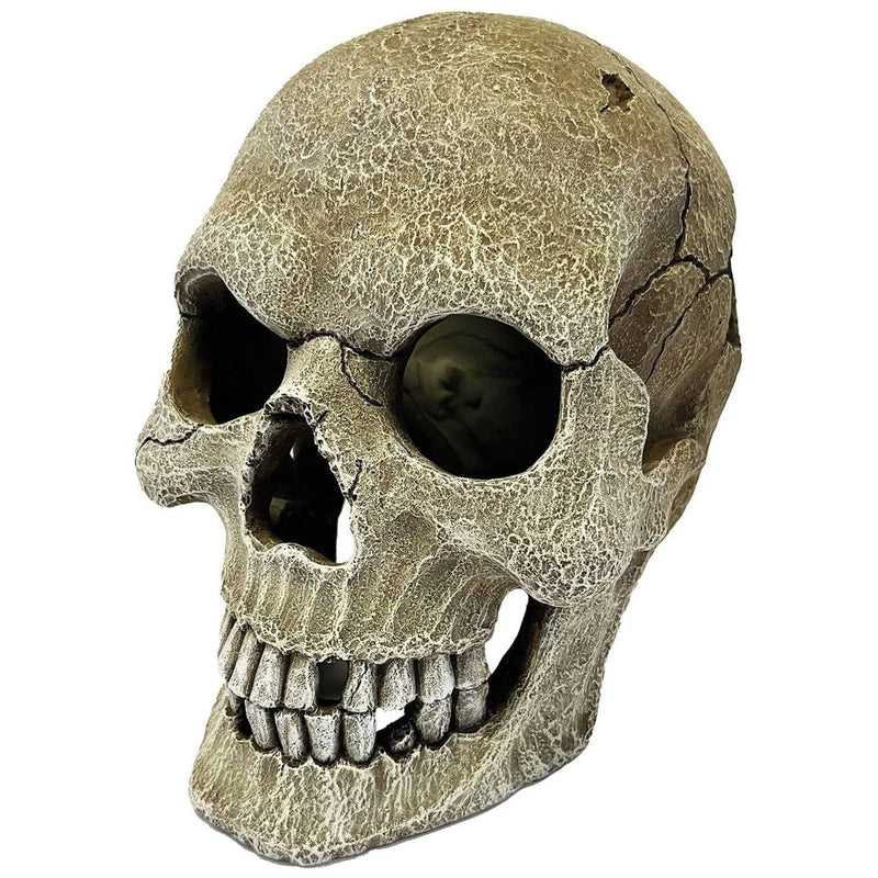 FOUDEBASSIN.COM REPTO DECO HUMAN SKULL XL 8715897339882 R5100160