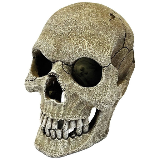 FOUDEBASSIN.COM REPTO DECO HUMAN SKULL XL 8715897339882 R5100160