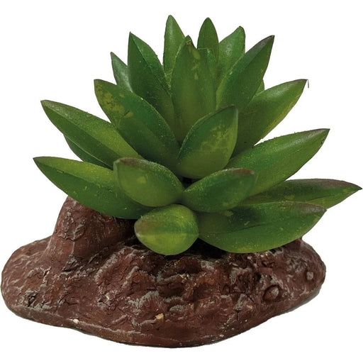 FOUDEBASSIN.COM REPTO PLANT ALOES 8715897339646 R5100040