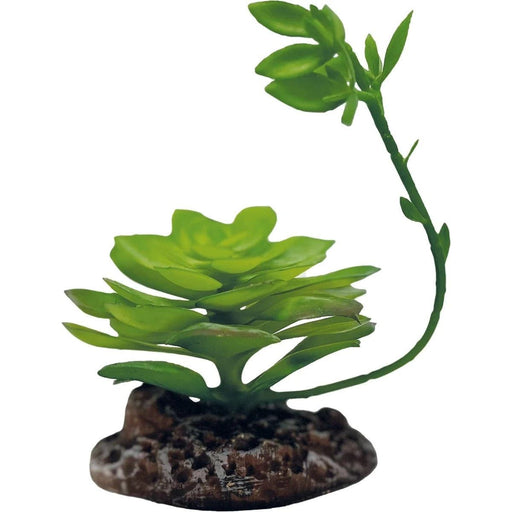 FOUDEBASSIN.COM REPTO PLANT ECHEVERIA 8715897339684 R5100060