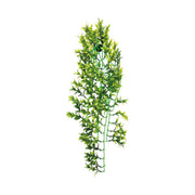 FOUDEBASSIN.COM REPTO PLANT GREEN/YELLOW 70 CM 8715897339745 R5100090