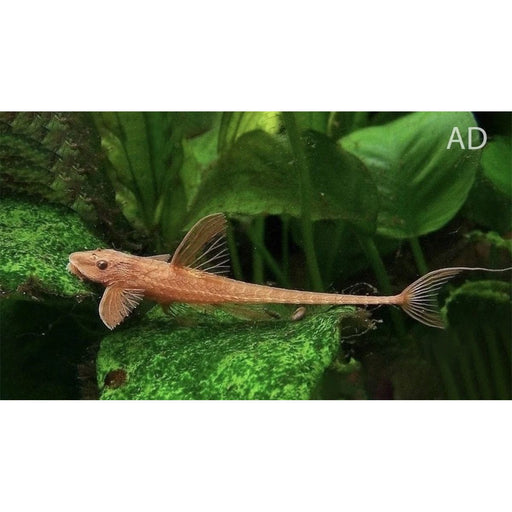 FOUDEBASSIN.COM RINELORICARIA LANCEOLATA RED 3,5-5CM 8715897277078 V1457215