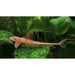 FOUDEBASSIN.COM RINELORICARIA LANCEOLATA RED 3,5-5CM 8715897277078 V1457215