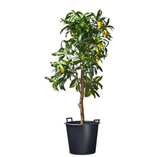FOUDEBASSIN.COM Ritzi - Conteneur fond plat avec trous de drainage et poignées pour arbre - 110L - H49 x Ø65 cm 8711338703144 6070314