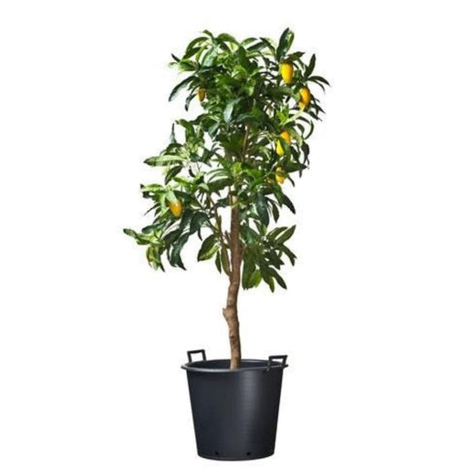 FOUDEBASSIN.COM Ritzi - Conteneur fond plat avec trous de drainage et poignées pour arbre - 50L - H40 x Ø50 cm 8711338703120 6070312