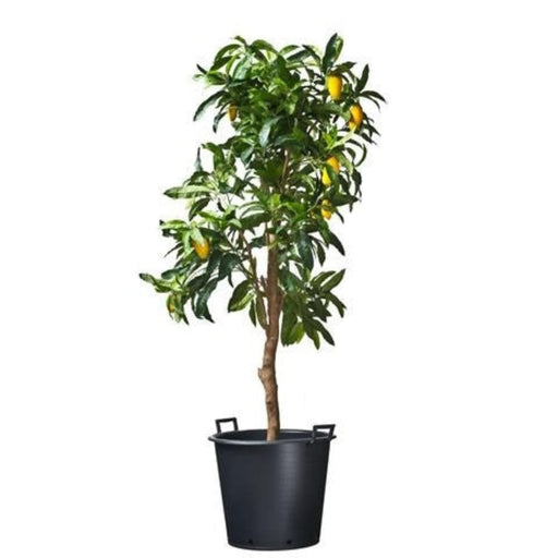 FOUDEBASSIN.COM Ritzi - Conteneur fond plat avec trous de drainage et poignées pour arbre - 90L - H46 x Ø60 cm 8711338703137 6070313