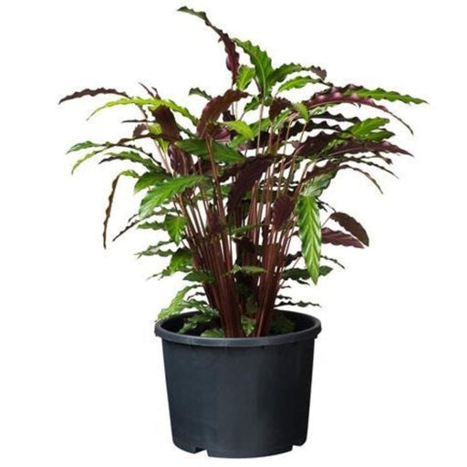 FOUDEBASSIN.COM Ritzi - Conteneur fond plat avec trous de drainage pour arbuste - 12L - H24 x Ø30 cm 8711338703014 6070301