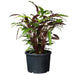FOUDEBASSIN.COM Ritzi - Conteneur fond plat avec trous de drainage pour arbuste - 12L - H24 x Ø30 cm 8711338703014 6070301