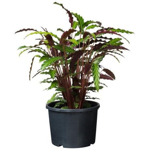 FOUDEBASSIN.COM Ritzi - Conteneur fond plat avec trous de drainage pour arbuste - 15L - H26 x Ø32 cm 8711338703021 6070302