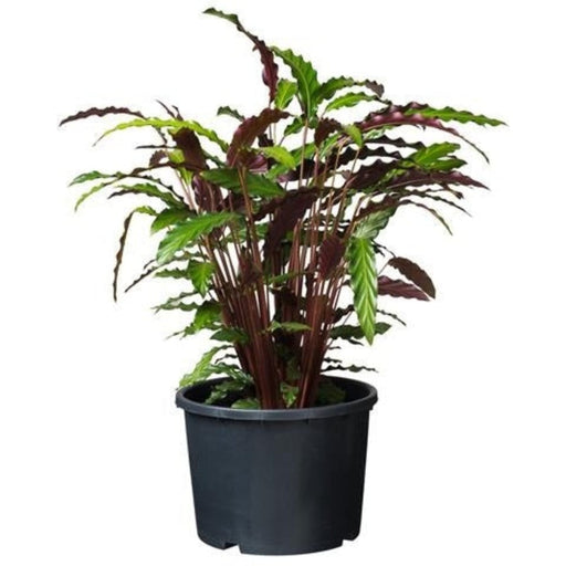 FOUDEBASSIN.COM Ritzi - Conteneur fond plat avec trous de drainage pour arbuste - 20L - H26 x Ø36 cm 8711338703038 6070303