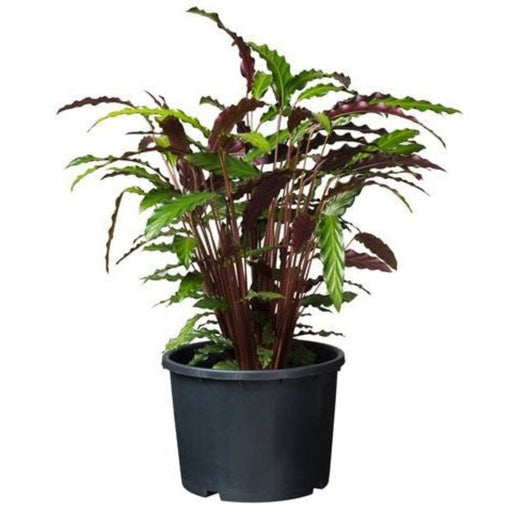 FOUDEBASSIN.COM Ritzi - Conteneur fond plat avec trous de drainage pour arbuste - 25L - H29 x Ø39 cm 8711338703045 6070304