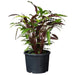 FOUDEBASSIN.COM Ritzi - Conteneur fond plat avec trous de drainage pour arbuste - 25L - H29 x Ø39 cm 8711338703045 6070304