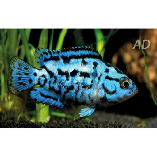 FOUDEBASSIN.COM ROCIO OCTOFASC. ELEC.BLUE 2-2,5CM 8715897293429 V1457240