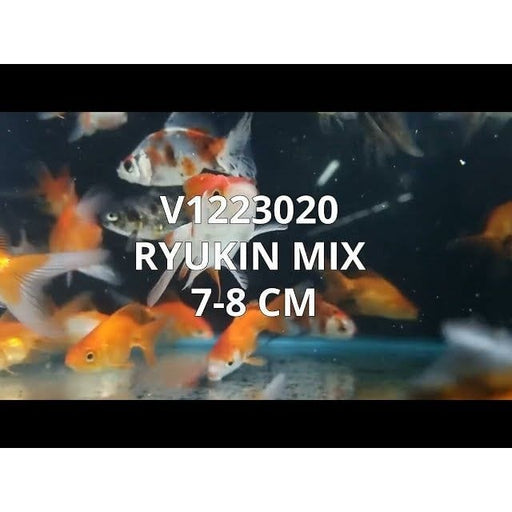 FOUDEBASSIN.COM RYUKIN MIX 7-8 CM 8715897024306 V1223020