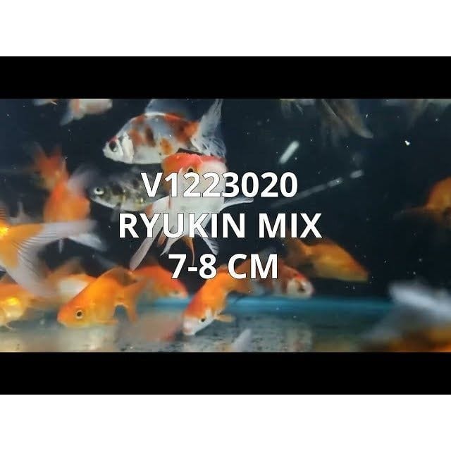 FOUDEBASSIN.COM RYUKIN MIX 7-8 CM 8715897024306 V1223020