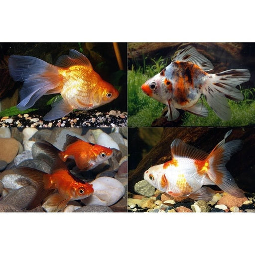 FOUDEBASSIN.COM RYUKIN MIX 9-10 CM 8715897010842 V1223030