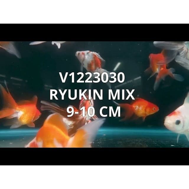 FOUDEBASSIN.COM RYUKIN MIX 9-10 CM 8715897010842 V1223030