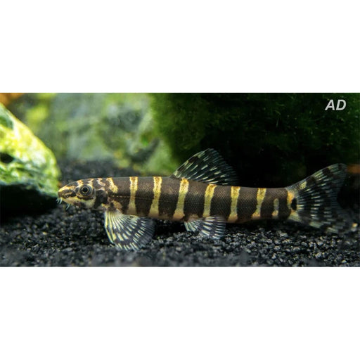 FOUDEBASSIN.COM SERPENTICOBITIS OCTOZONA 4-5CM 8715897291012 V1455117